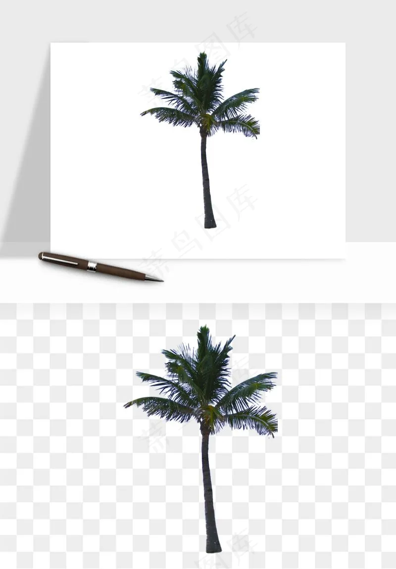 棕榈树椰树png免抠