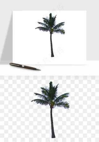 棕榈树椰树png免抠
