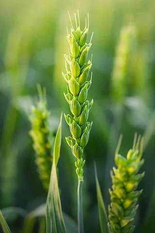 绿色小麦麦田小满芒种摄影图