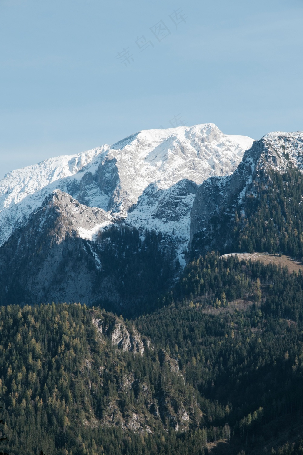 雪峰下的翠绿森林