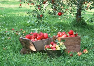 新鲜水果摄影图片 (40)