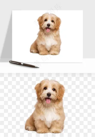 猫咪喵星人狗狗宠物元素png免抠