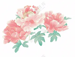 牡丹花朵国花插画免抠