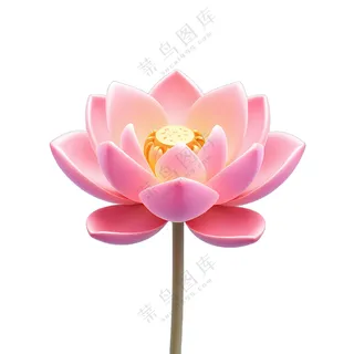 粉色的莲花盛开了