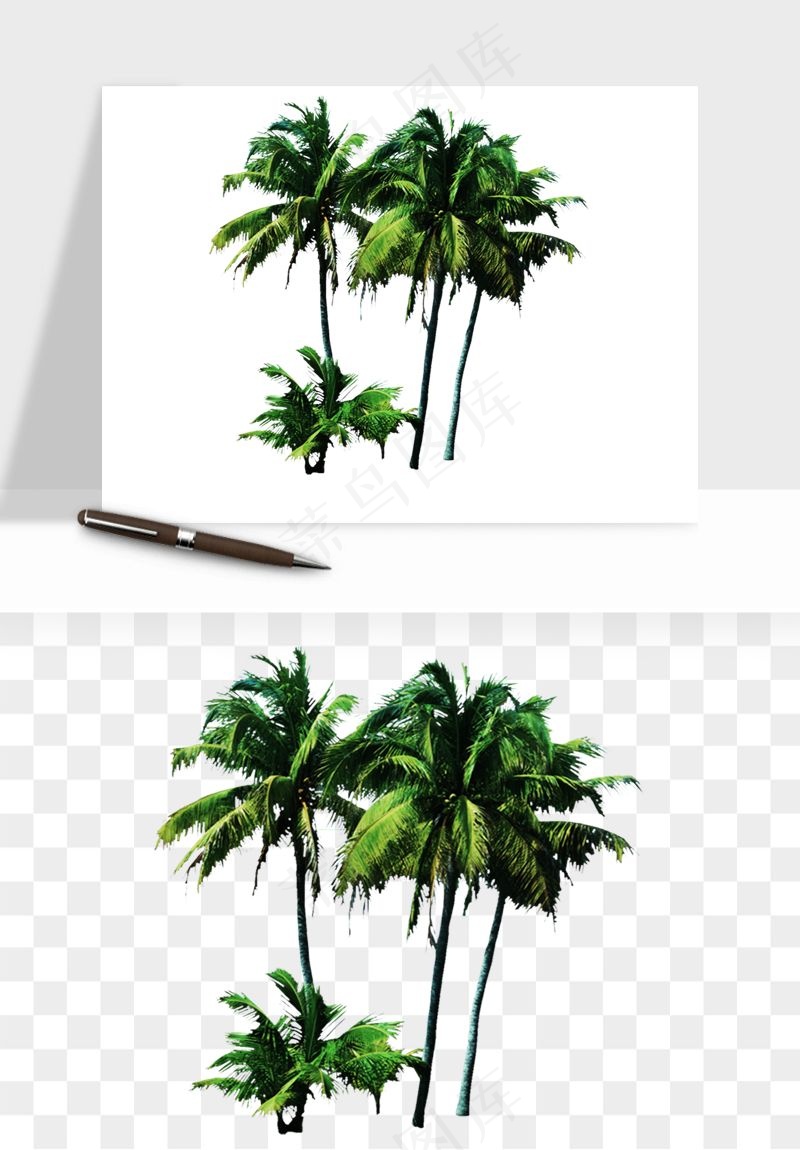 棕榈树椰树png免抠