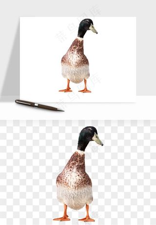 鸭子小鸭png免抠