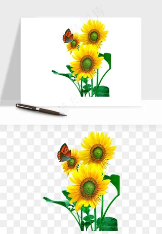 向日葵太阳花卉png免抠
