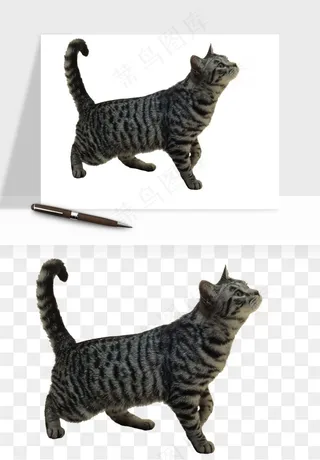 猫咪喵星人狗狗宠物元素png免抠