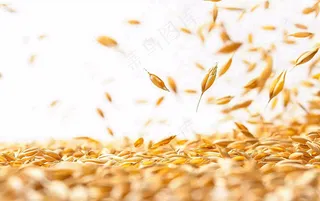 世界粮食日谷物米饭稻谷小麦摄影图