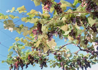 葡萄果实图片 (2)