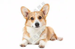 柯基小狗萌宠宠物动物免抠