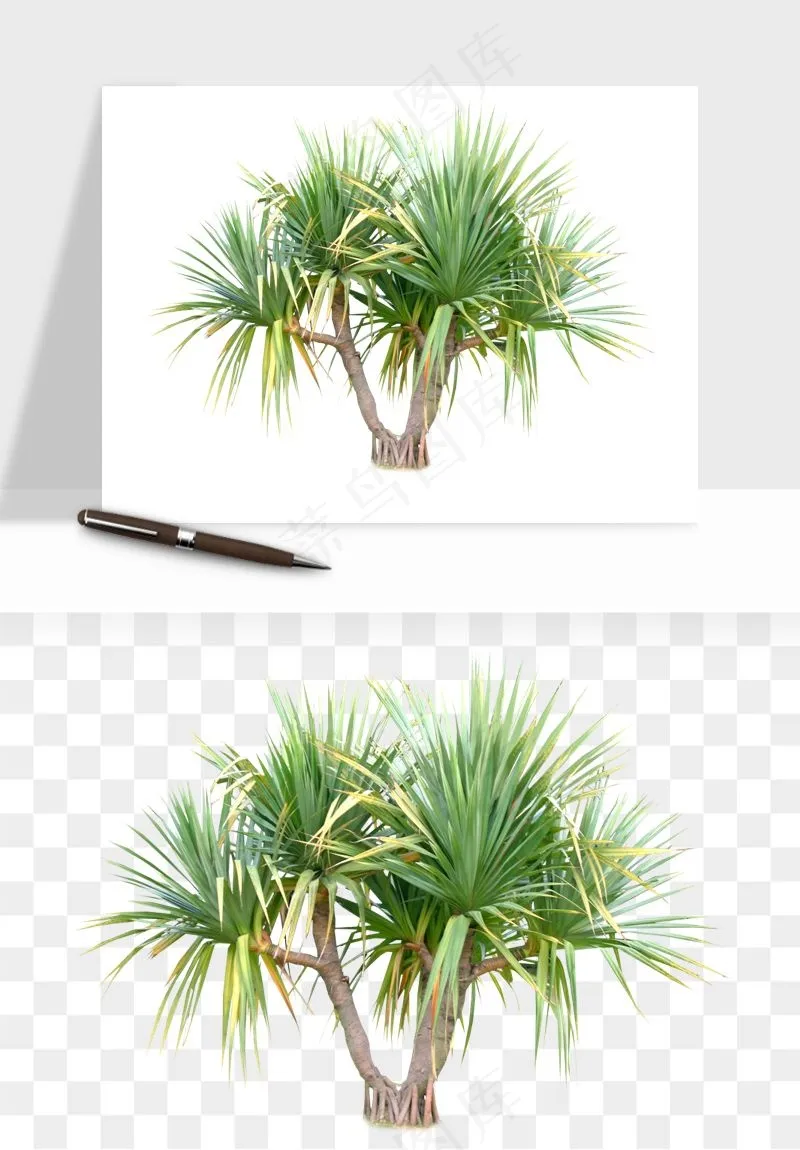 棕榈树椰树png免抠