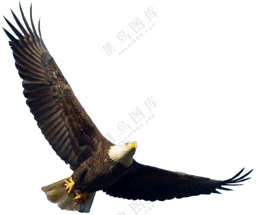 展开双翼翱翔的白头雕免抠图片素材