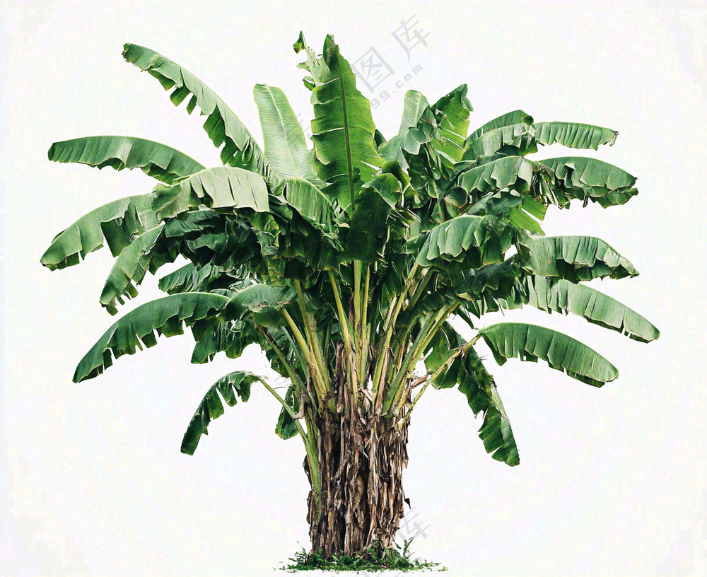 芭蕉树绿植景观白色背景摄影图