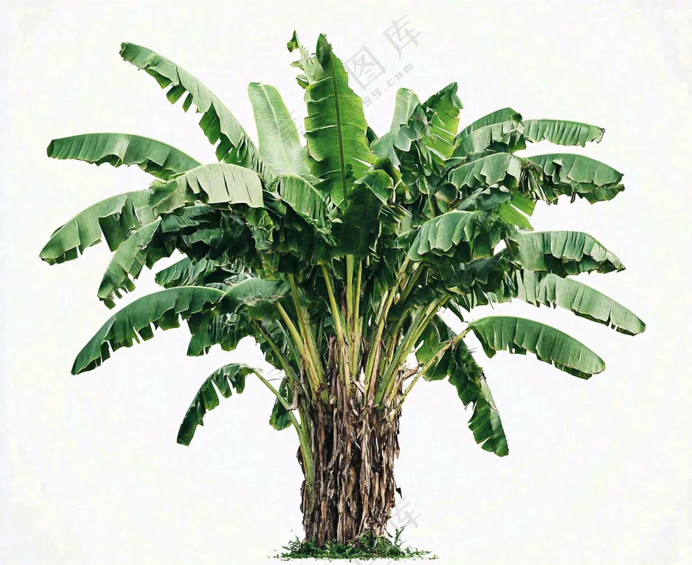 芭蕉树绿植景观白色背景摄影图