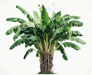 芭蕉树绿植景观白色背景摄影图