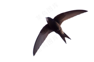 png免抠燕子鸟类动物