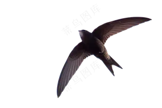 png免抠燕子鸟类动物