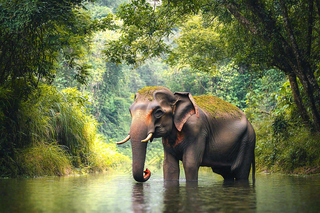 云南森林河流大象象群野生动物保护动物摄影图