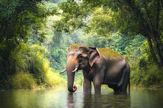 云南森林河流大象象群野生动物保护动物摄影图