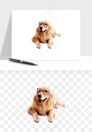 猫咪喵星人狗狗宠物元素png免抠