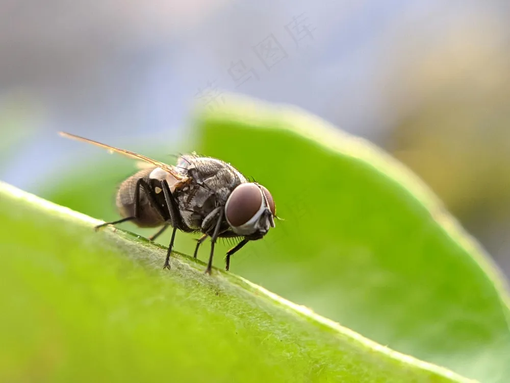 绿野黑棕蝇特写·微距写实·双色生态·科研观察