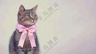 可爱的小猫萌宠宠物动物摄影图