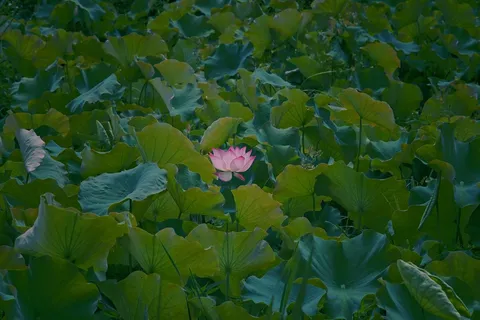 绿色荷叶中的一朵荷花