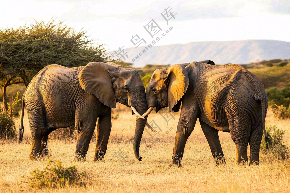 非洲大草原大象象群野生动物保护动物摄影图