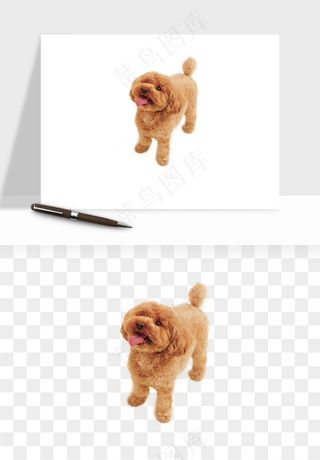 猫咪喵星人狗狗宠物元素png免抠