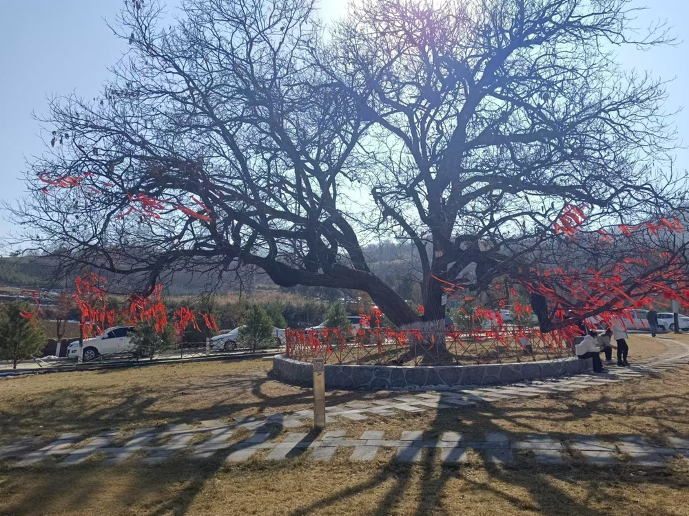 千年古树铮铮