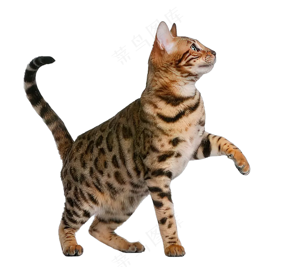 png免抠搞笑有趣动物