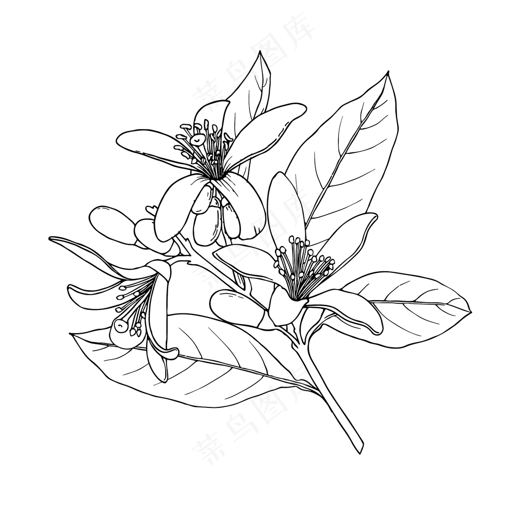 柑橘花分支橙花墨水草图手绘矢量插图白色背景-02