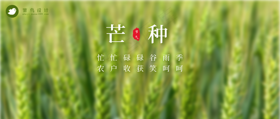 芒种公众号首图