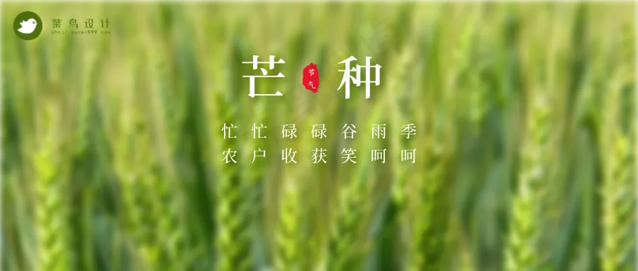 芒种公众号首图
