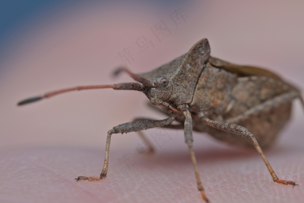 棕蝽静立手背·特写风·棕黑点缀·自然探索