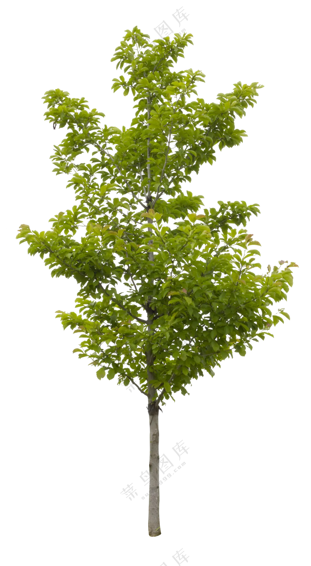 PNG免扣植物树木