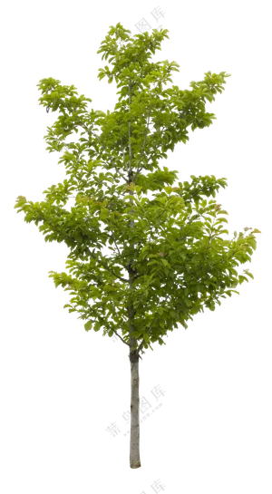 PNG免扣植物树木