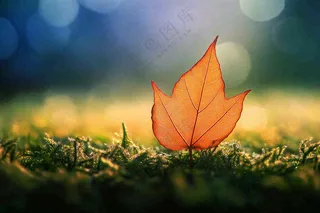 秋天掉落的落叶梧桐叶秋景秋分立秋摄影图