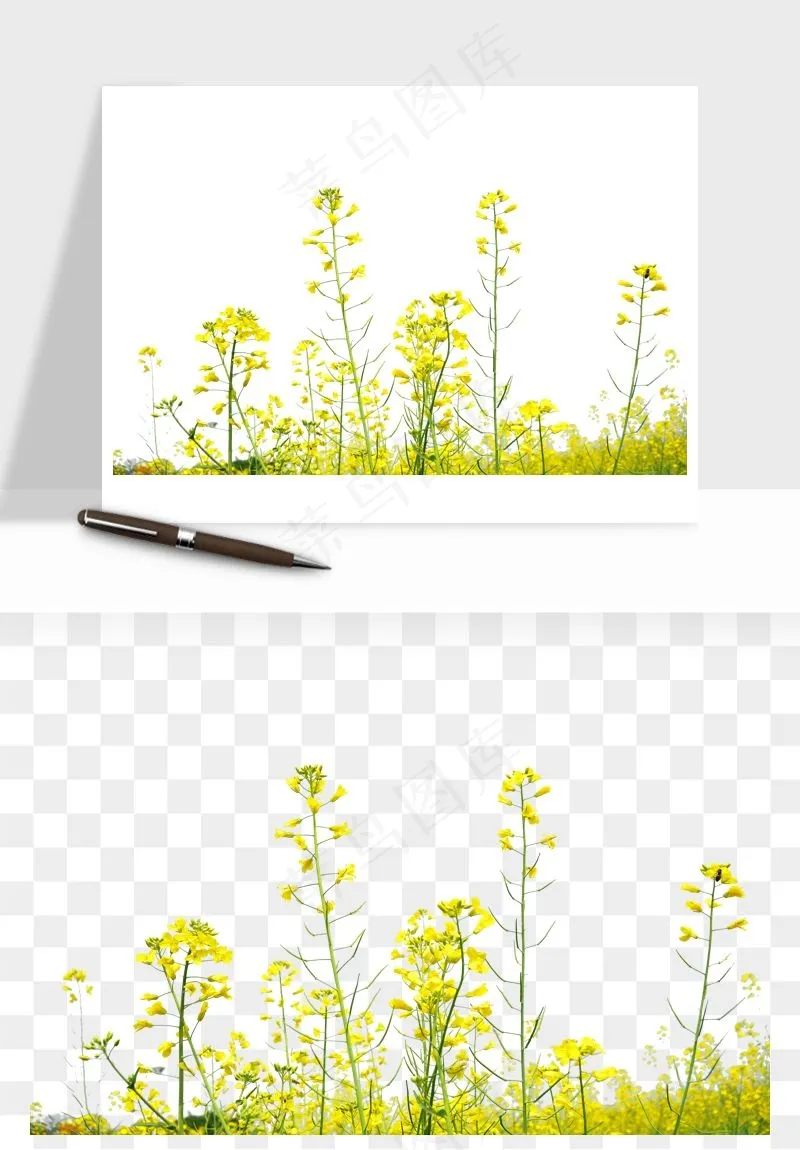 油菜花田png免抠
