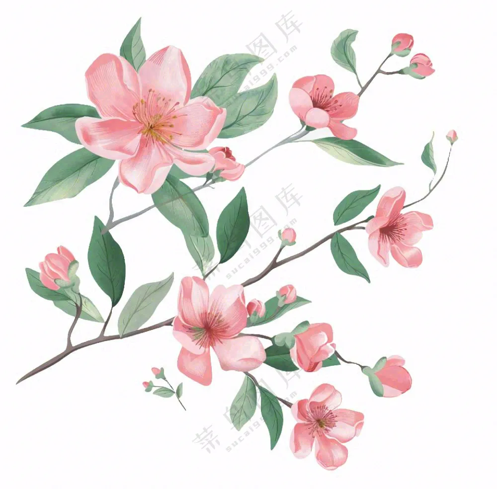 春天粉色花朵树枝插画免抠