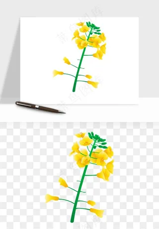 油菜花田png免抠