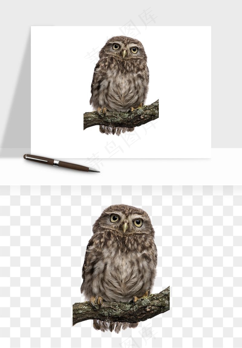 猫头鹰鸟类png免抠