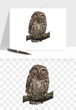 猫头鹰鸟类png免抠