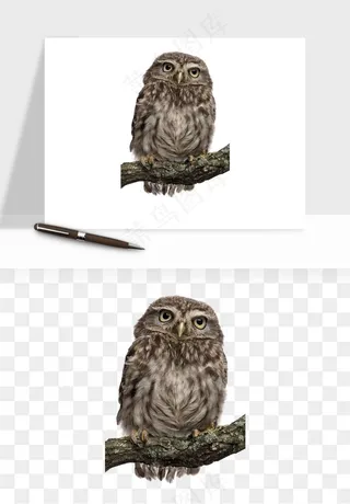 猫头鹰鸟类png免抠