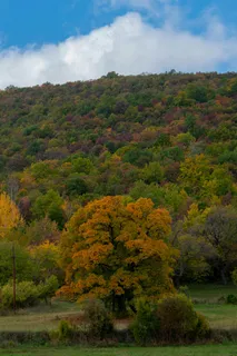 秋意山坡彩叶艳