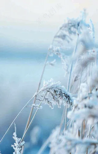 冬天白雪地里的芦苇植物小寒大寒寒露霜降摄影图
