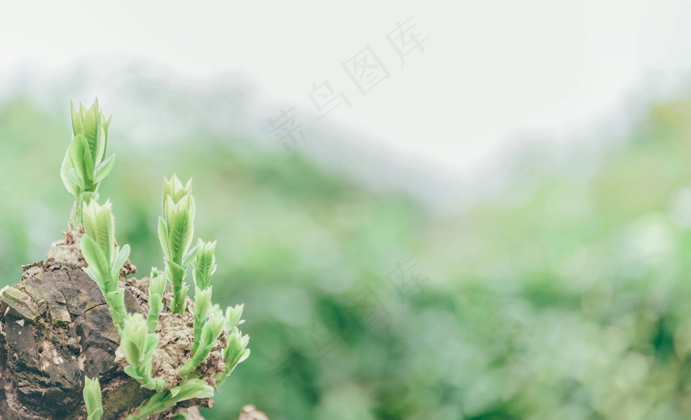生机新芽绿意自然