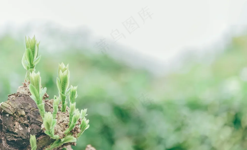 生机新芽绿意自然