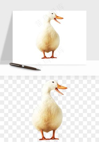 鸭子小鸭png免抠